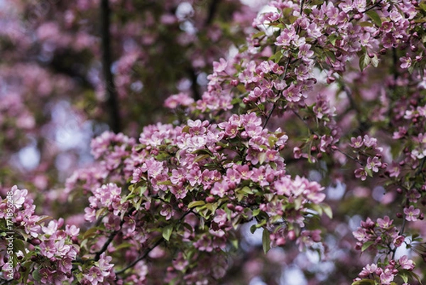 Fototapeta Blooming Tree