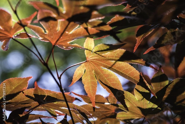 Fototapeta Fall Leafs