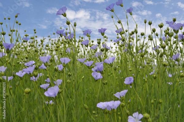 Fototapeta Flowering flax on background of blue sky