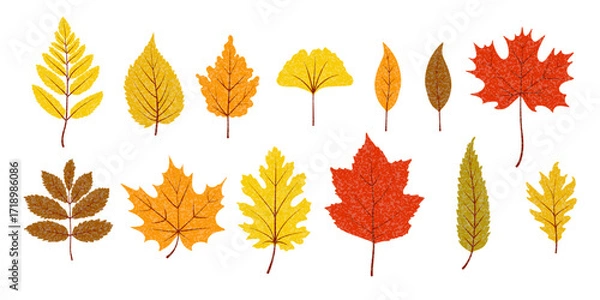 Fototapeta Autumn leaves collection. Tree leaf shapes set with trendy texture