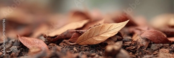 Fototapeta Dry autumn leaves resting on the ground, fallen leaves create a warm, textured blanket on the forest floor, capturing the essence of autumn's gentle decay and the cyclical nature of life