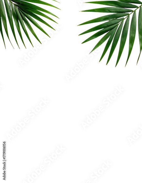 Fototapeta Two tropical palm fronds frame a black background.  Detailed edges of vibrant green leaves