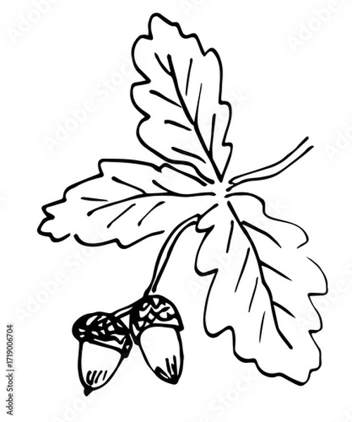 Fototapeta Hand drawn vector illustration with black outline. Oak branch, leaves and acorns. Autumn nature, foliage, forest plants. Ink sketch, drawing.