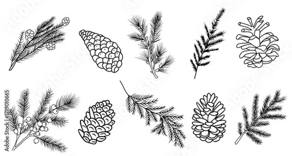 Fototapeta Set of fir branches and pine cones line art vector botanical illustrations. Winter greenery hand drawn black ink sketches collection. Modern design for Christmas greeting cards, background, banners