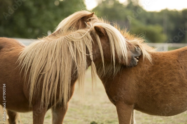 Fototapeta Two Horses