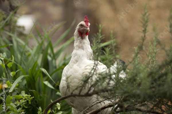 Fototapeta White hen