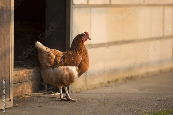 Fototapeta Hen