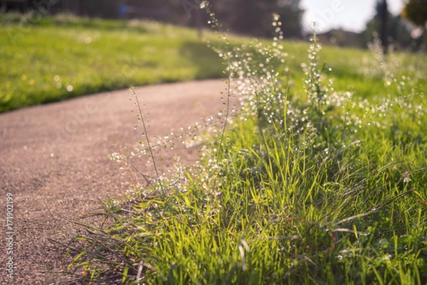 Obraz After the rain