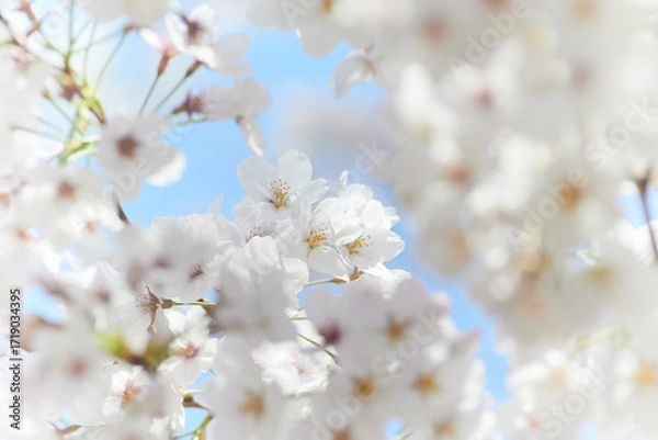 Obraz 満開に咲いた桜の花　