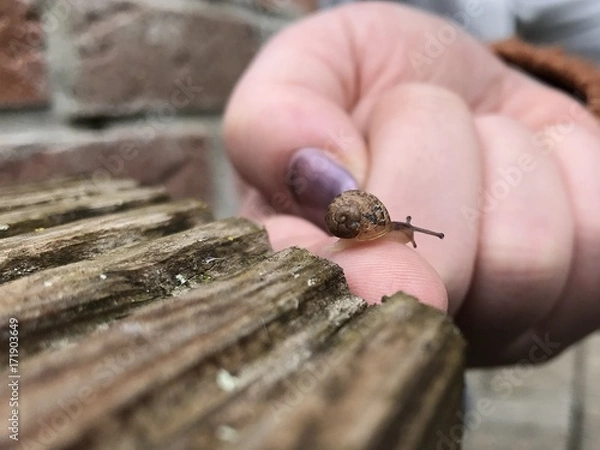 Fototapeta Small snail