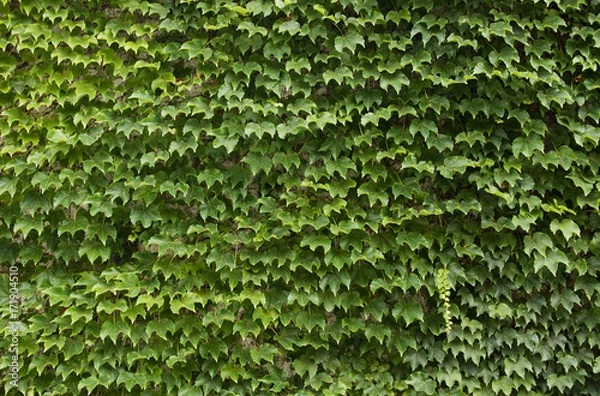 Fototapeta Ivy Background with Vertical Tendril