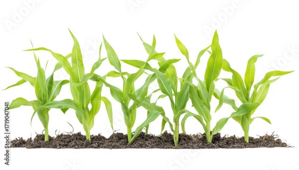 Obraz A row of young corn plants growing in rich. dark soil. symbolizing agricultural growth and sustainability. with a clean white background enhancing their freshness