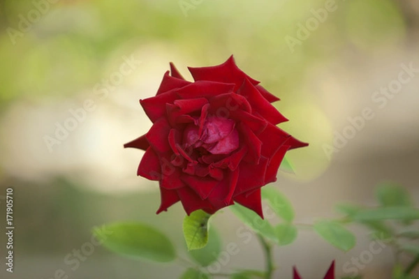 Obraz Red rose