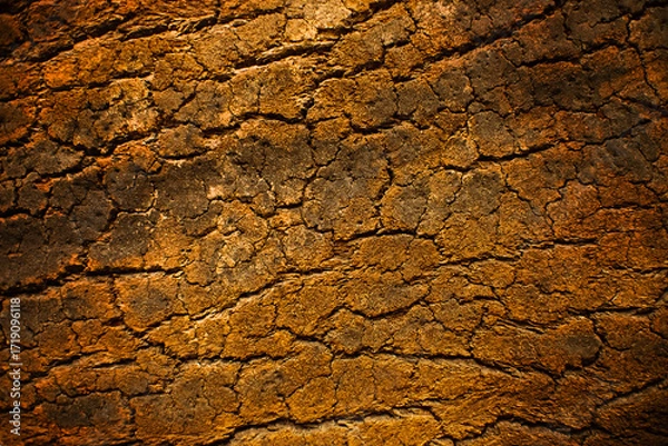 Obraz texture of cork tree bark close-up