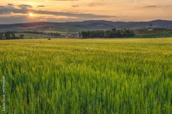 Fototapeta Peaceful sunset over a lush green barley field in the countryside with rolling hills, a distant chapel, and soft golden light illuminating the landscape.