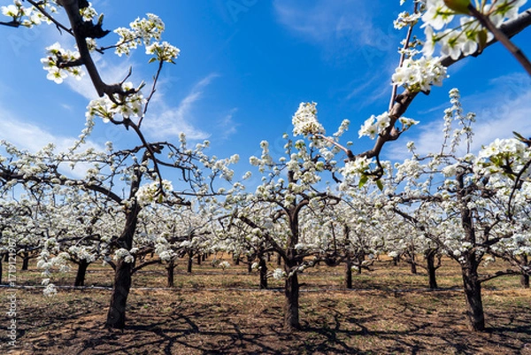 Fototapeta Pear flowers bloom in spring