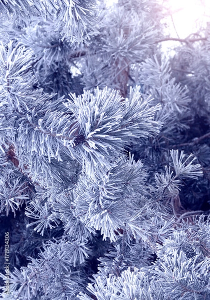 Fototapeta Vertical Christmas background with pine branch, covered with frost. Holiday wintery banner with frozen branches of fir tree. Festive banner featuring a frosted fir branch. Photo toned in blue color