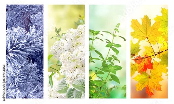 Fototapeta Set of nature banners depicting natural world. Four season of year. Each one features scene of nature, from snow of winter to vibrant leaves of fall. Perfect  for showcasing of changing seasons