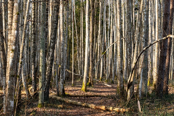 Fototapeta spring landscape with trees, beautiful tree trunks, vegetation without leaves and foliage, early spring in nature