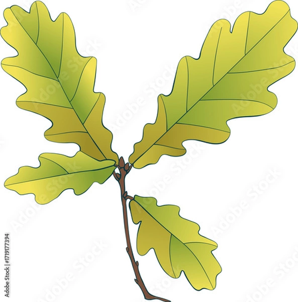 Fototapeta Hand-drawn green-yellow colored autumn oak leaves branch isolated on white background. Flat and line style vector illustration. 