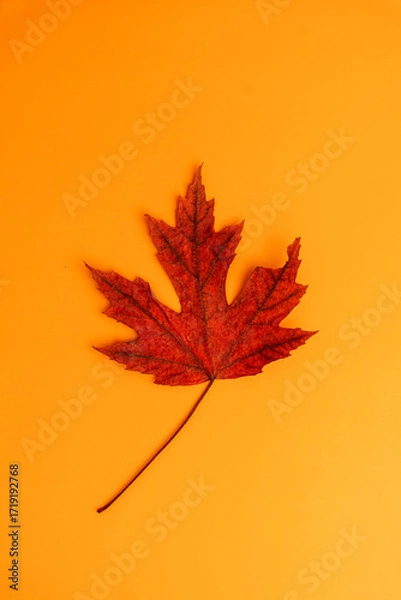 Fototapeta Red maple leaf isolated on orange, vertical