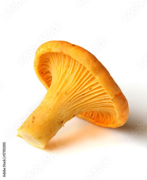 Obraz Wild mushroom - Chanterelle