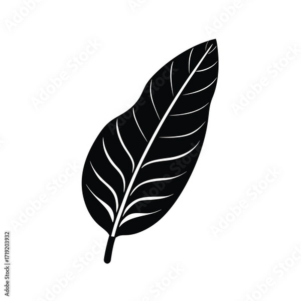 Fototapeta Banana Leaf Vector Silhouette Isolated on White Vector Illustration