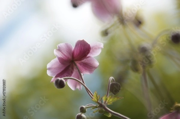 Obraz Anemone hupehensis