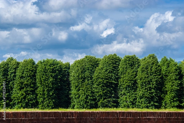 Fototapeta Trees with green leaves with cloudy sky above and red bricks wall below as background