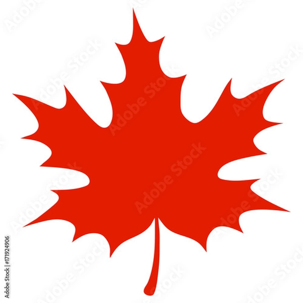 Obraz red maple leaf