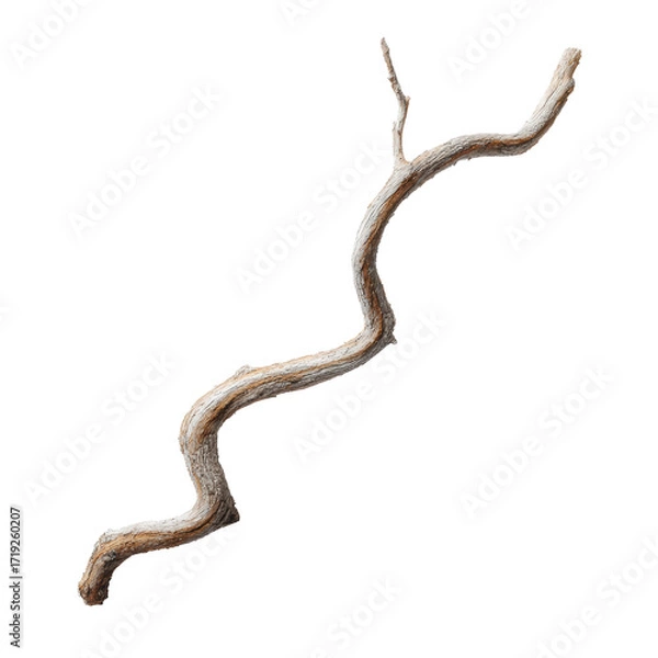 Fototapeta Dried Branch with Transparent Background