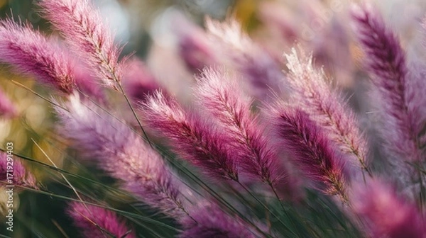 Fototapeta Close-up of soft pink pampas grass swaying in the wind with warm sunlight and dreamy bokeh