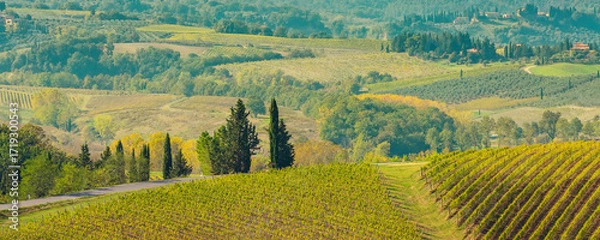 Fototapeta tuscany landscape with vineyards, cypress trees