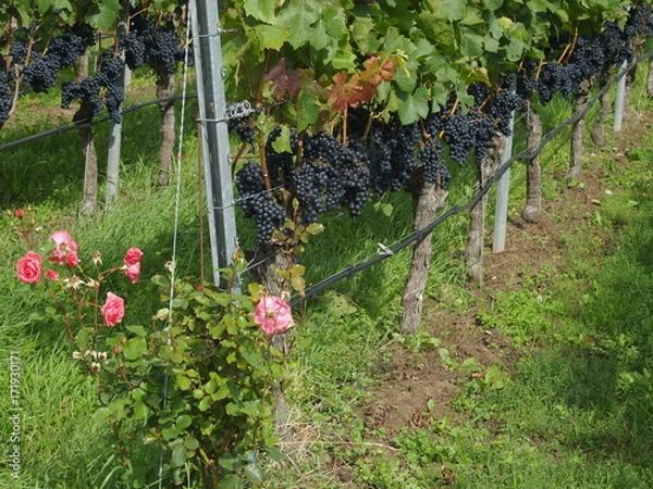 Fototapeta Irrigation