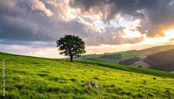 Fototapeta Golden sunlight breaks through dramatic clouds, illuminating a solitary oak tree on a rolling green hillside