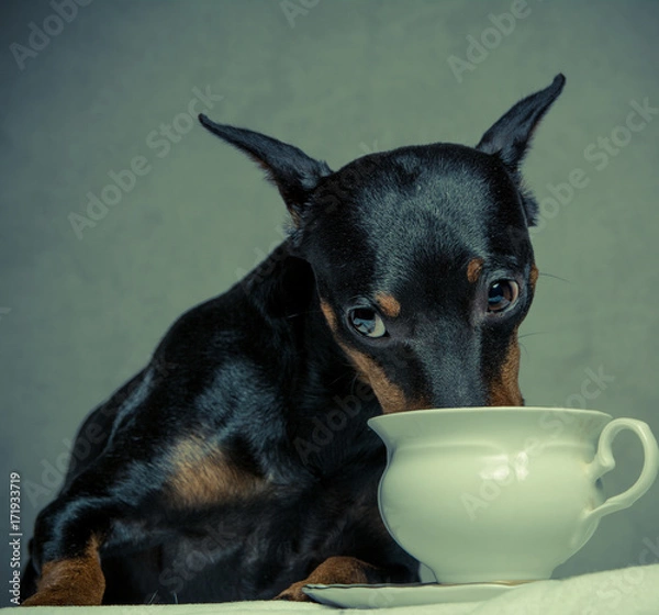 Obraz a dog is drinking milk