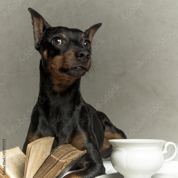 Fototapeta a clever dog