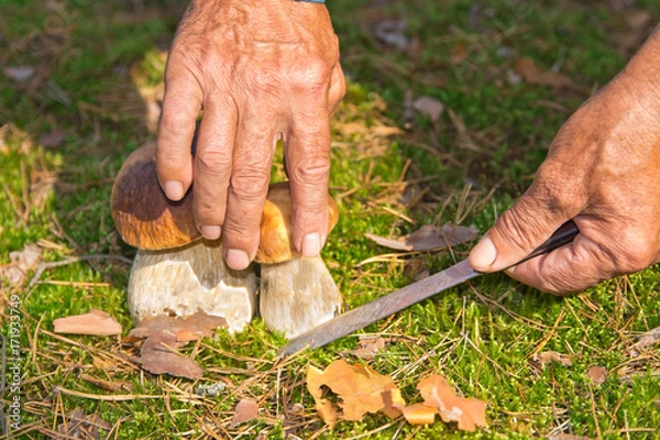 Fototapeta The search for mushrooms in the woods. Mushroom picker, mushrooming . An elderly man cuts a white mushroom with a knife. Men hands, knife, boletus.