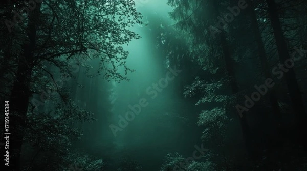 Fototapeta Misty Forest Path