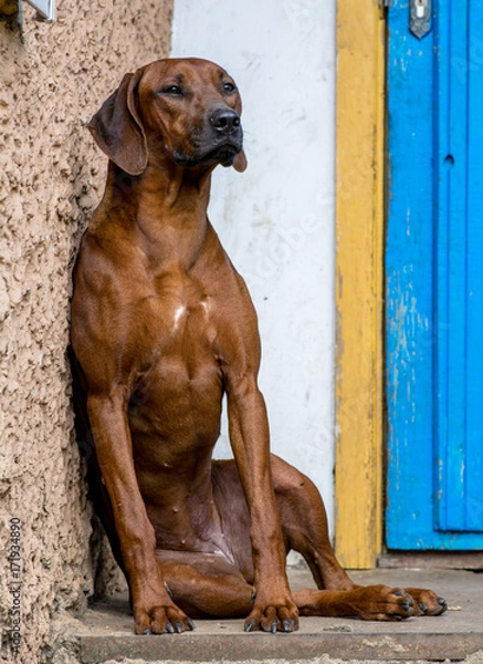 Obraz a relaxing dog