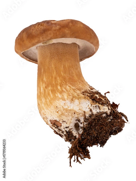 Fototapeta  Borowik szlachetny (Boletus edulis Bull.) PNG

Język słów kluczowych: Polski