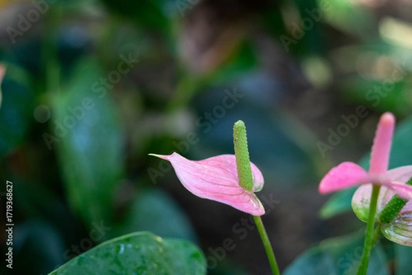 Obraz Vibrant red Anthurium flower with glossy green leaves