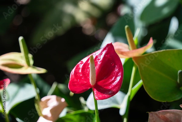 Obraz Vibrant red Anthurium flower with glossy green leaves