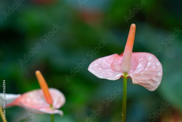 Obraz Vibrant red Anthurium flower with glossy green leaves