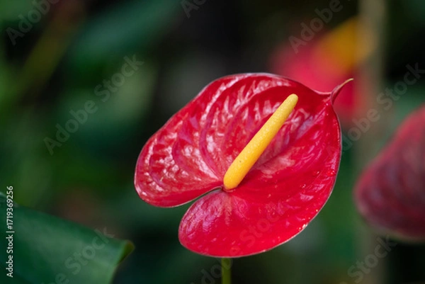 Obraz Vibrant red Anthurium flower with glossy green leaves