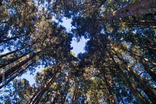 Obraz Alishan National Scenic Area in Taiwan - beautiful cypress and cedar trees forest.