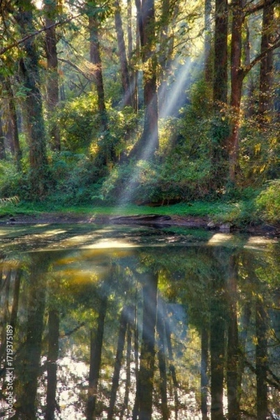 Obraz Forest sun beams in Alishan National Scenic Area in Taiwan - beautiful cypress and cedar trees forest.