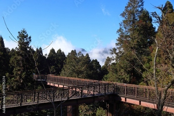 Obraz Alishan National Scenic Area in Taiwan - beautiful cypress and cedar trees forest. Tourist boardwalk canopy trail.