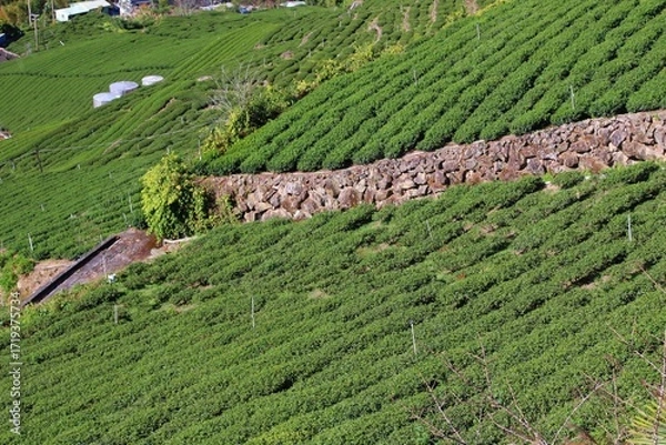 Obraz Tea fields in Taiwan. Hillside tea plantations in Shizhuo, Alishan mountains.