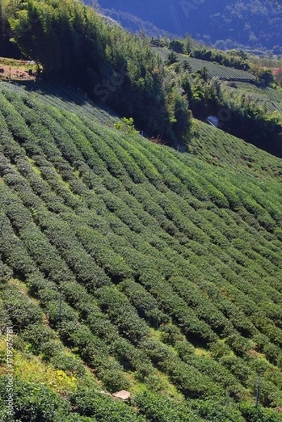 Obraz Tea farms in Taiwan. Hillside tea plantations in Shizhuo, Alishan mountains.